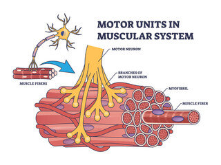 Poster - Motor units in muscular system with fibers neuron anatomy outline diagram, transparent background. Labeled educational medical scheme with myofibril and muscle fiber closeup illustration.