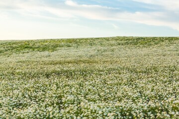 Wall Mural - beautiful spring natural landscape of field with flowers