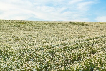 Wall Mural - beautiful spring natural landscape of field with flowers