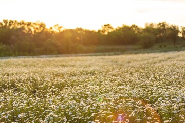 Wall Mural - beautiful spring natural landscape of field with flowers