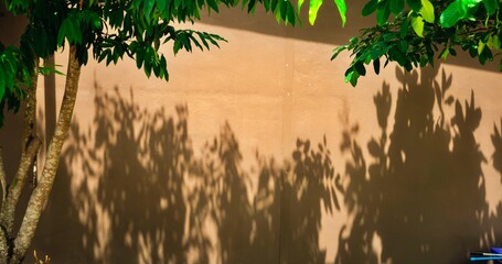 Wall Mural - A tree casts a shadow on a wall. The shadow is long and dark. The tree is tall and leafy