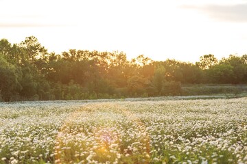 Wall Mural - beautiful spring natural landscape of field with flowers