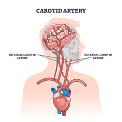 Sticker - Carotid artery as brain blood supply major vessels outline diagram, transparent background. Labeled educational scheme with medical structure and location on upper chest illustration.