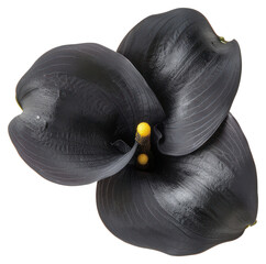 Sticker - PNG Elegant black calla lily flower