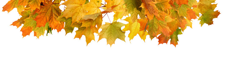 Wall Mural - autumn leaves isolated