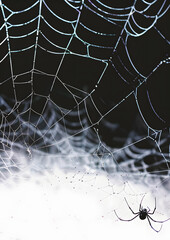 Wall Mural - spider web halloween element design poster