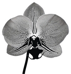 Sticker - PNG Plant blossom flower orchid.