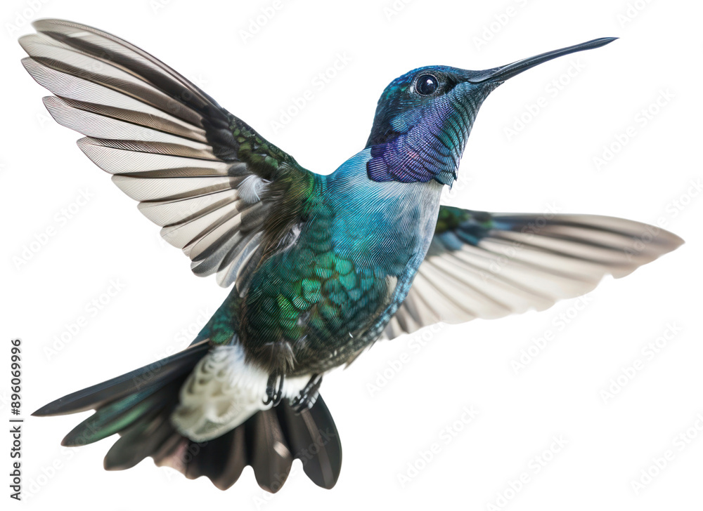 PNG Humming bird hummingbird animal. Stock Photo | Adobe Stock