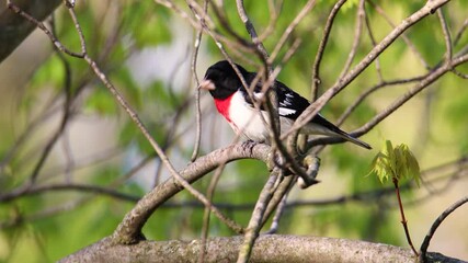 Wall Mural - Adult male Rose-breasted Grosbeak (Pheucticus ludovicianus) perched on a tree branch during early spring with sound.