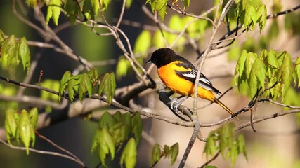 Wall Mural - Adult male Baltimore oriole (Icterus galbula) perched and singing on a tree branch during early spring with sound