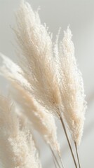 Poster - A bunch of white grass with a few brown tips