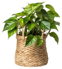 Poster - PNG  Lush green plant in basket