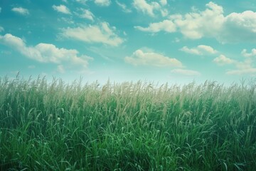 Canvas Print - Tall grass in a sunny meadow, perfect for outdoor scenes and nature photography