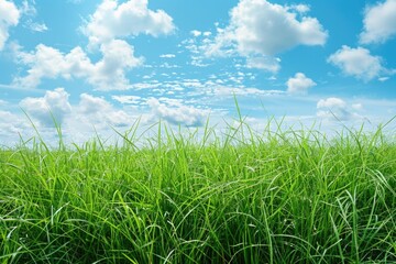 Aufkleber - A serene scene of green grass with a clear blue sky in the background, suitable for outdoor or nature-themed uses