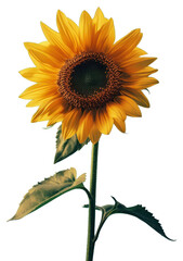 Sticker - Sunflower in the style of silkscreen plant inflorescence asterales.