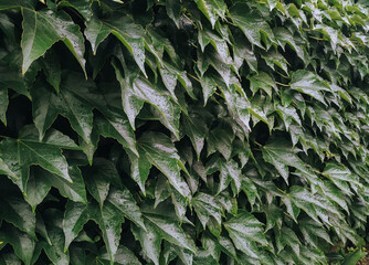 green leaves wild grape. natural background close-up.