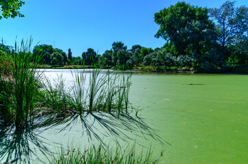 Reeds cast a shadow on a continuous layer of floating algae Lemna and Wolffia on the surface of a eutrophic lake