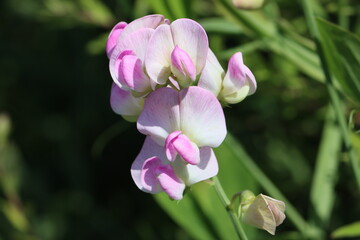 Sticker - Sweden. The sweet pea, Lathyrus odoratus, is a flowering plant in the genus Lathyrus in the family Fabaceae (legumes), native to Sicily, southern Italy and the Aegean Islands. 