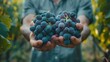 © Dmy - The hands holding grapes