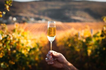 Poster - Wine glass with tasty sweet alcohol wine at vineyard