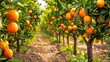 © Nuttaya Nampai - Rows of citrus trees in an orchard with ripe fruits ready for harvest