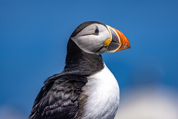 Extereme closeup of Atlantic Puffin facing right