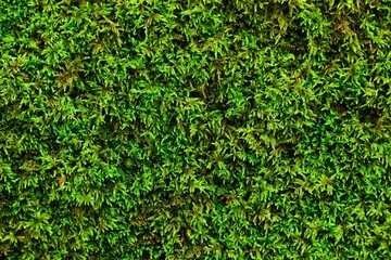 Poster - Texture Green Moss in forest