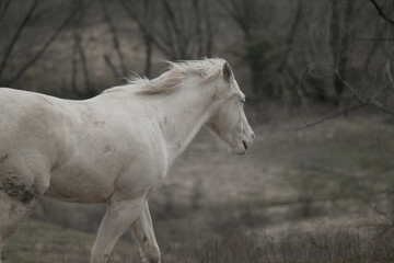 White horse walking through winter landscape in Texas ranch field