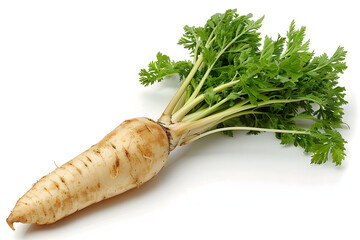 Whole Parsnip vegetable on a white background