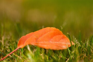 Poster - Autumn dry colorful Leaves in park.