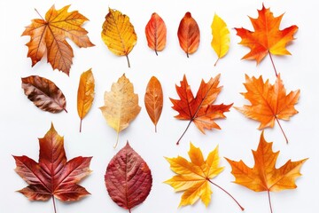 Poster - A collection of colorful leaves scattered on a white background