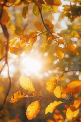 Poster - A natural scene with sunlight shining through the leaves of a tree, great for outdoor or environmental themes