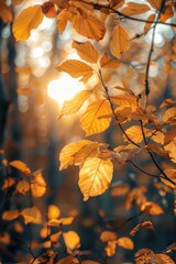 Poster - A tree's leaves allow sunlight to filter through, creating dappled shadows