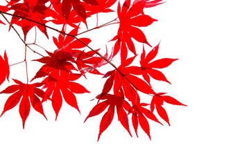 Wall Mural - Red colorful autumnal maple leaves in fall isolated on transparent background - Autumn concept