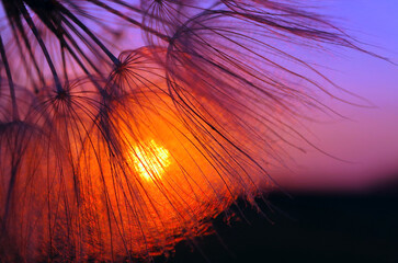 Aufkleber - sunset. dandelion seeds close-up on a sunset background. selective focus