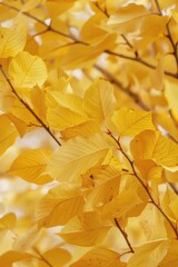 Aufkleber - a close-up shot of a tree branch with bright yellow leaves