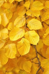 Poster - A cluster of bright yellow leaves captured in a tight shot, ideal for highlighting details and textures