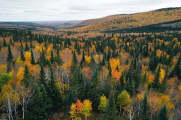 Poster - A dense forest with a mix of green and yellow trees, perfect for outdoor or nature-themed projects