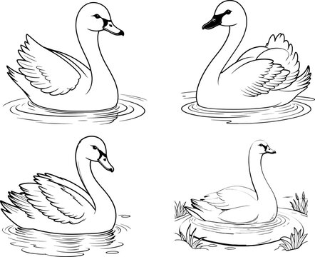 Tundra Swan coloring page and outline vector design