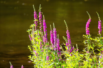 Sticker -  Purple Loosestrife (Lythrum salicaria) Other names include spiked loosestrife and purple Lythrum.