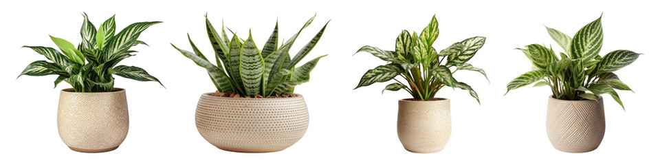 Poster - Potted houseplant png cut out element set