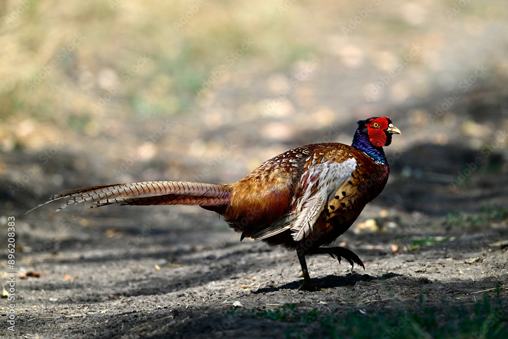 Fasan, Jagdfasan - Männchen // Common pheasant - male (Phasianus ...