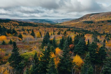 Poster - A dense forest surrounded by tall trees and a majestic mountain in the background