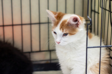 A cat in a crate, brown and white, Felidae member, carnivorous with whiskers