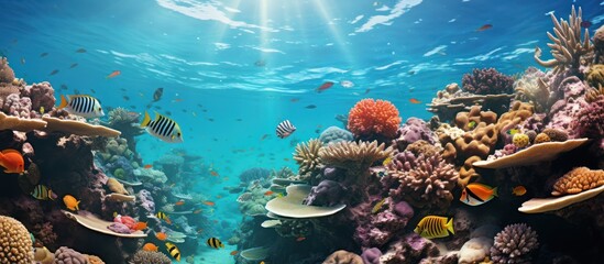 Wall Mural - Tropical seawater fish and coral reef. colorful wild fish natural landscape snorkeling