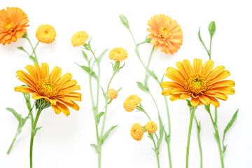 Wall Mural - Yellow flowers on white background