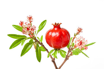 Wall Mural - Pomegranate Branch with Flowers and Fruit