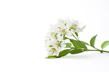 Wall Mural - White Blossom Branch on White Background