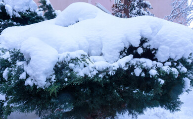 Bush covered with fresh snow in winter.