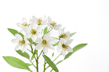 Wall Mural - Delicate White Flowers with Green Leaves Isolated on White Background